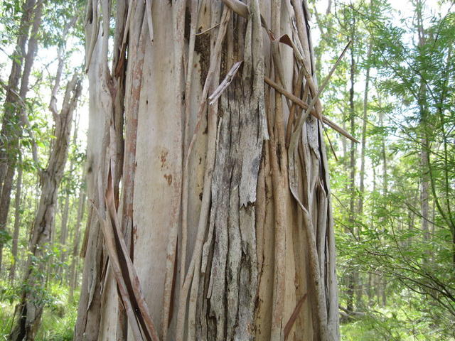 Eucalyptus amplifolia losing bark 