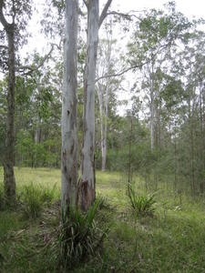 Eucalyptus amplifolia group of trees