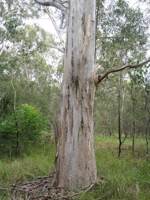 Eucalyptus amplifolia blue-grey trunk