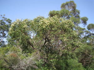 Eucalyptus robusta flowering tree