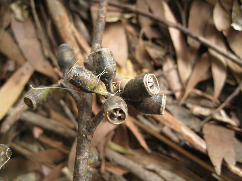 Eucalyptus robusta fruit 