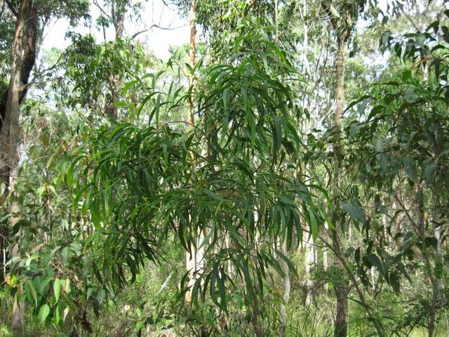 Acacia implexa habit