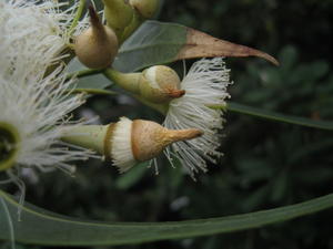 Eucalyptus robusta buds