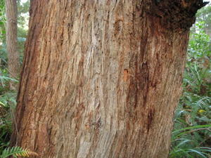 Eucalyptus pilularis bark