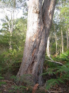 Eucalyptus pilularis old growth trunk