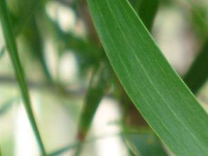 Acacia implexa phyllode 