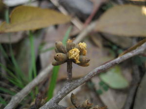 Eucalyptus agglomerata buds 