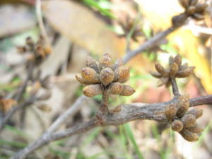 Eucalyptus agglomerata buds