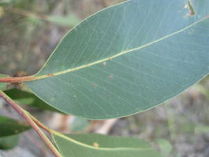 Eucalyptus agglomerata veins