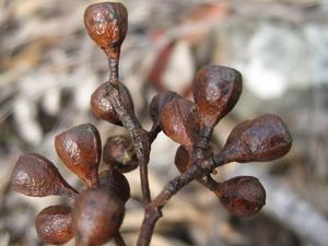 Eucalyptus paniculata fruit 