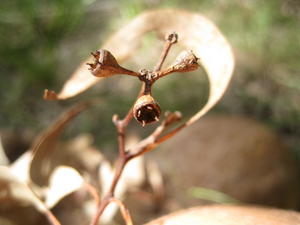 Eucalyptus siderophloia exserted valves