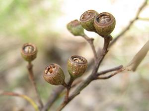 Eucalyptus siderophloia green fruit