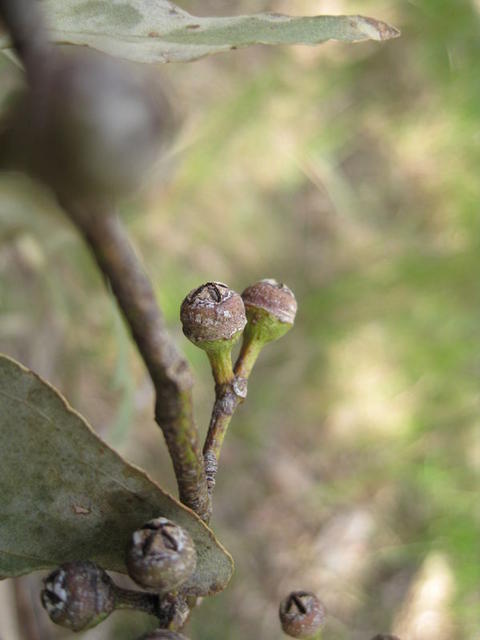 Eucalyptus tereticornis green fruit 