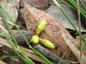 Eucalyptus tereticornis buds