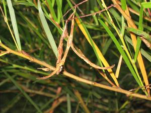 Acacia longissima baranchlet with pods