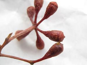 Eucalyptus racemosa buds