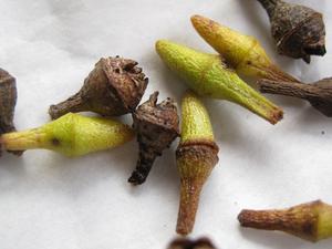 Eucalyptus amplifolia buds and fruit 