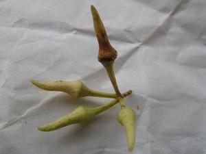 Eucalyptus amplifolia buds