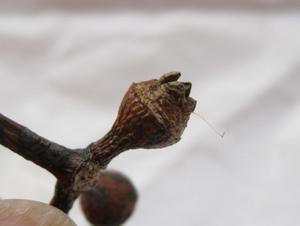 Eucalyptus amplifolia fruit 