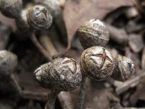 Eucalyptus tereticornis fruit