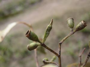 Eucalyptus moluccana fruit and bud 