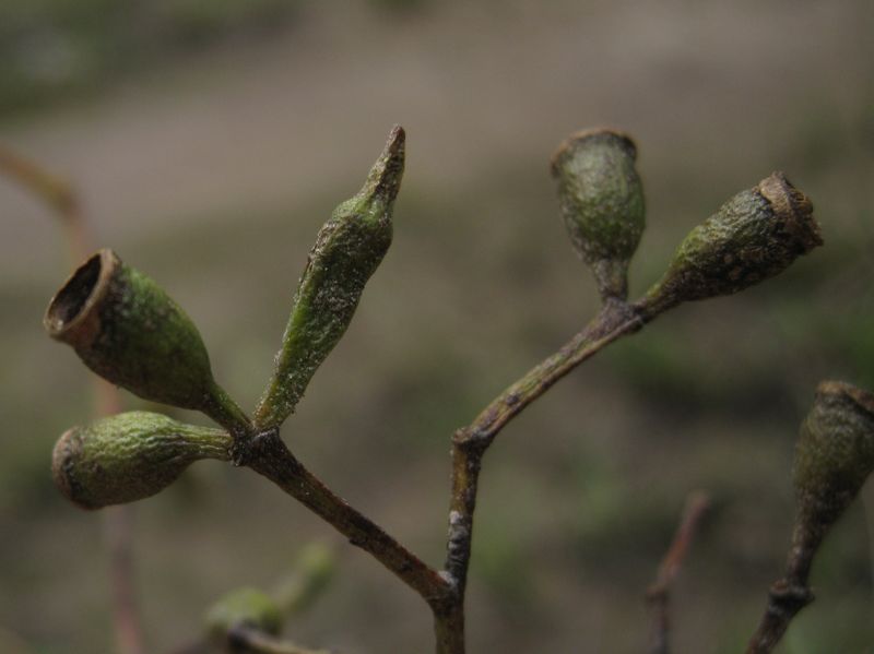 Eucalyptus moluccana fruit and bud