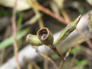 Eucalyptus moluccana fruit and bud