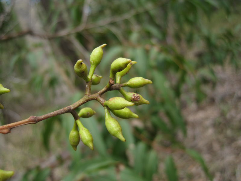 Corymbia maculata buds