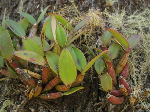 Tropilis aemula, ironbark orchid, on E siderophloia 