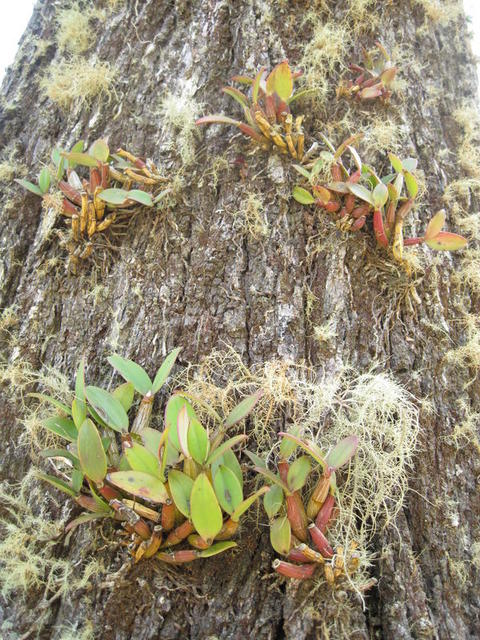 Tropilis aemula, ironbark orchid, on E siderophloia