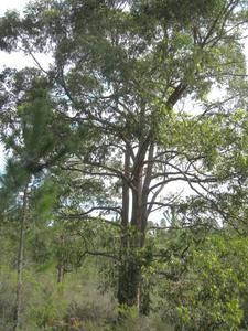 Eucalyptus microcorys lower branches typically at right angles to trunk