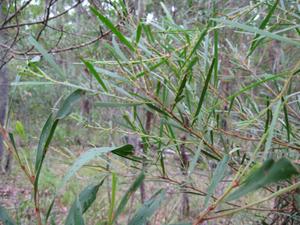 Acacia longissima branch