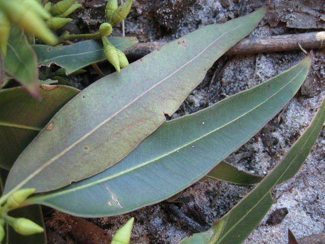 Eucalyptus resinifera leaf with pale underside