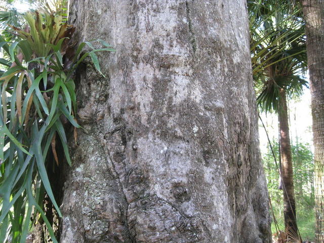 Eucalyptus tereticornis old growth tree