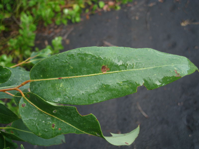 Angophora floribunda leaf