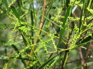 Acacia longissima buds
