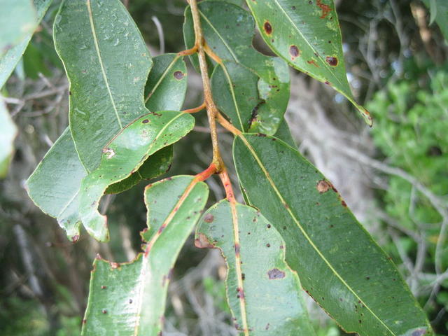 Angophora floribunda leaves are opposite