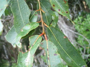 Angophora floribunda leaves are opposite