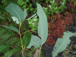 Angophora floribunda pale underside of leaf