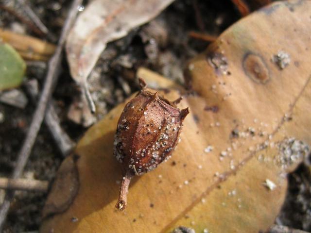 Angophora floribunda fruit