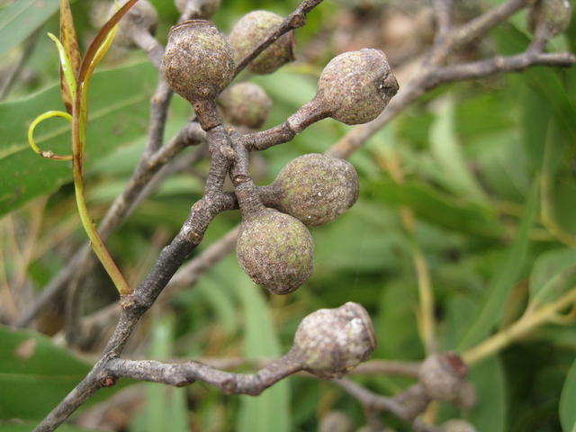 Eucalyptus maculata green fruit