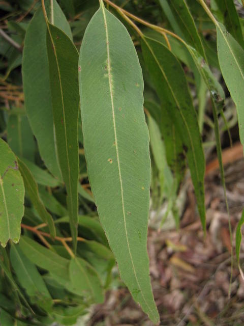 Corymbia maculata leaf