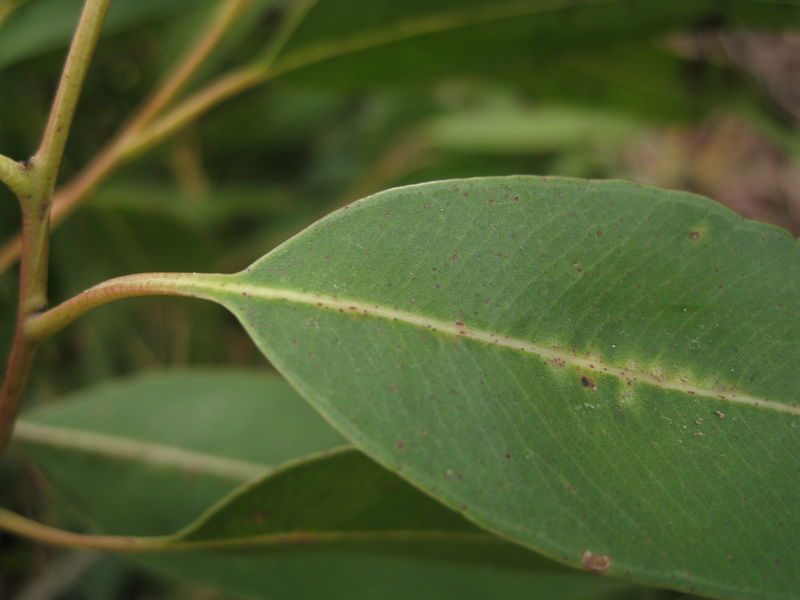 Corymbia maculata veins
