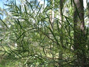 Acacia longissima habit buds