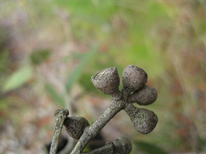 Eucalyptus umbra unripe fruit 