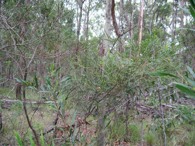 Acacia longissima habit