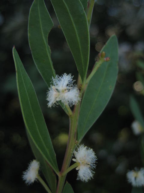 Acacia myrtifolia flowers