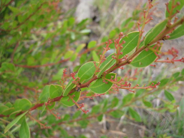 Acacia myrtifolia buds and red stems