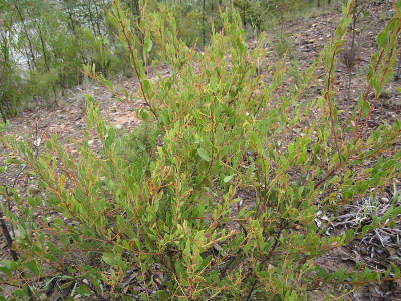 Acacia myrtifolia growth habit
