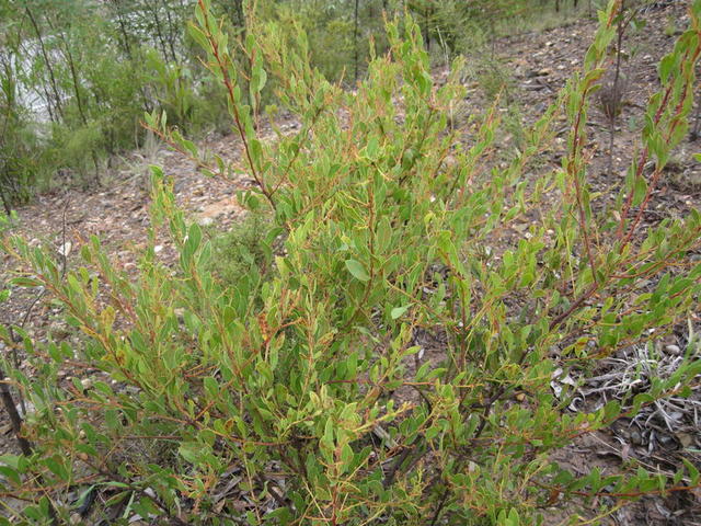 Acacia myrtifolia growth habit